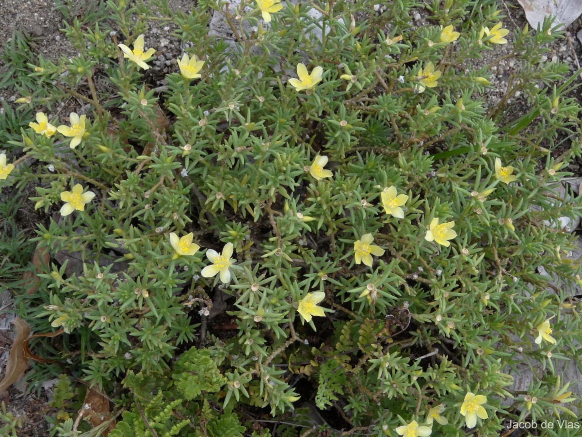 Portulaca suffruticosa Wall. ex Wight & Arn.